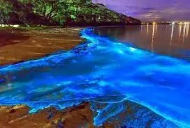 Blue bioluminescent water at night